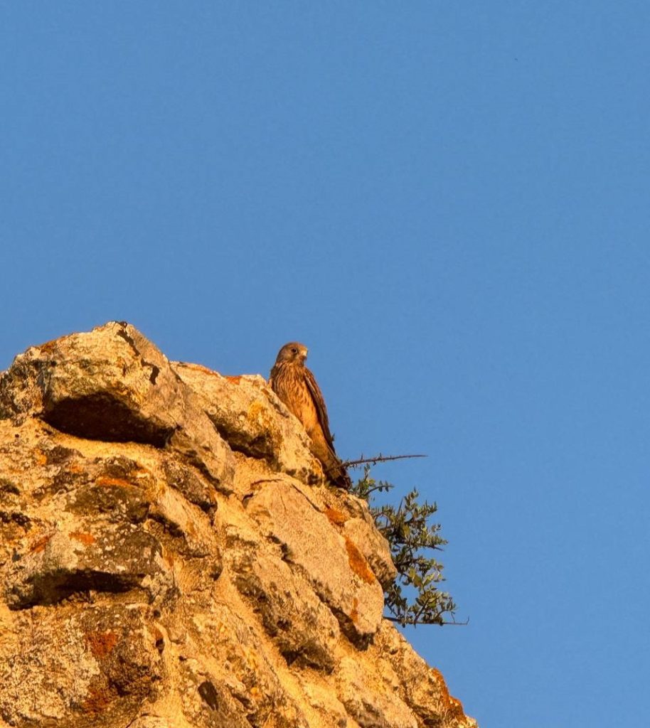 Cernícalo primilla - Lesser kestrel